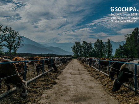 sociedad producción animal sochipa