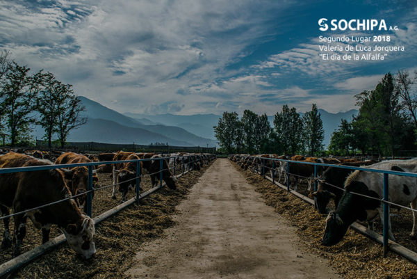 sociedad producción animal sochipa