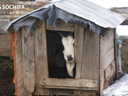 sociedad producción animal sochipa