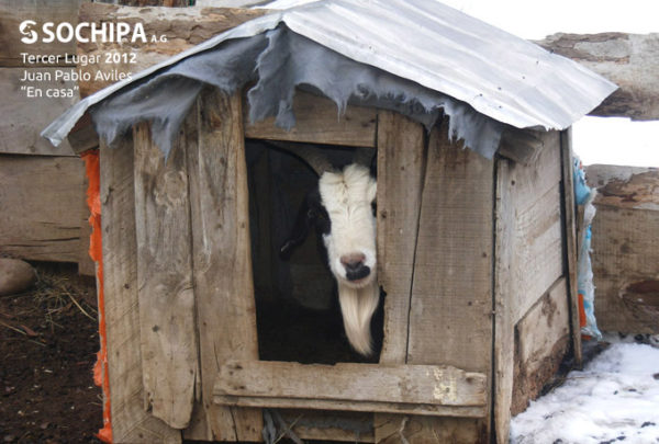 sociedad producción animal sochipa