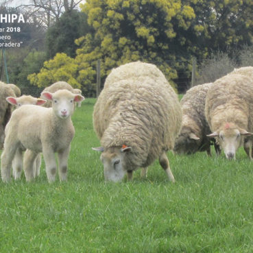 sociedad producción animal sochipa