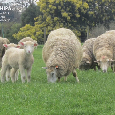 sociedad producción animal sochipa