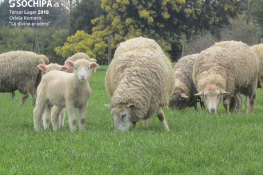 sociedad producción animal sochipa
