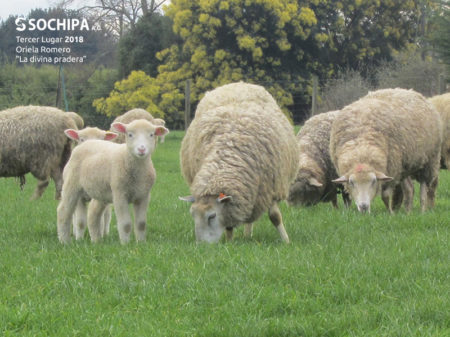 sociedad producción animal sochipa