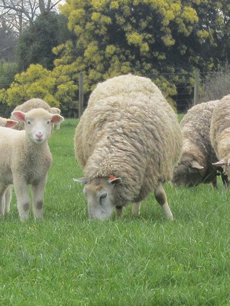 sociedad producción animal sochipa