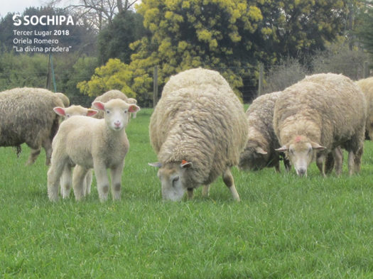 sociedad producción animal sochipa