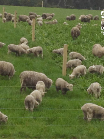 sociedad producción animal sochipa