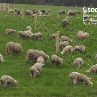 sociedad producción animal sochipa