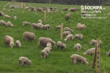 sociedad producción animal sochipa