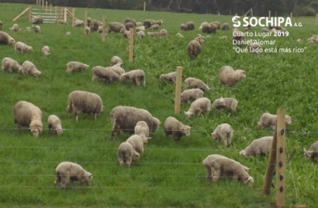 sociedad producción animal sochipa