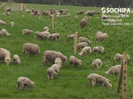 sociedad producción animal sochipa