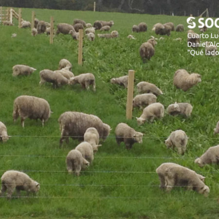 sociedad producción animal sochipa