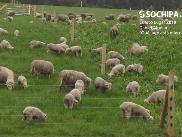 sociedad producción animal sochipa