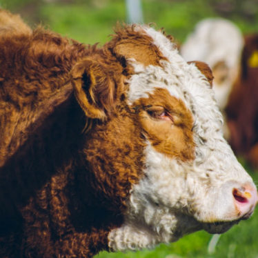 sociedad producción animal sochipa