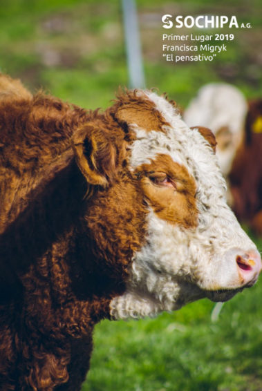 sociedad producción animal sochipa