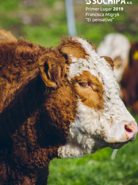 Primer Lugar 2019, Francisca Migryk, El pensativo sociedad producción animal sochipa