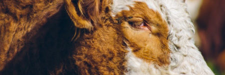 Primer Lugar 2019, Francisca Migryk, El pensativo sociedad producción animal sochipa