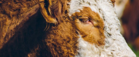 Primer Lugar 2019, Francisca Migryk, El pensativo sociedad producción animal sochipa