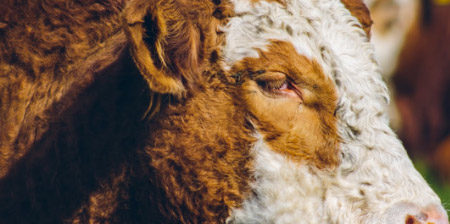 Primer Lugar 2019, Francisca Migryk, El pensativo sociedad producción animal sochipa