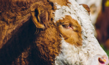 Primer Lugar 2019, Francisca Migryk, El pensativo sociedad producción animal sochipa