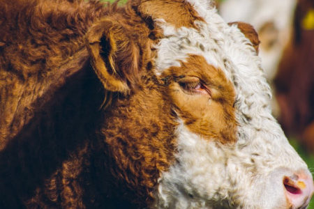 Primer Lugar 2019, Francisca Migryk, El pensativo sociedad producción animal sochipa