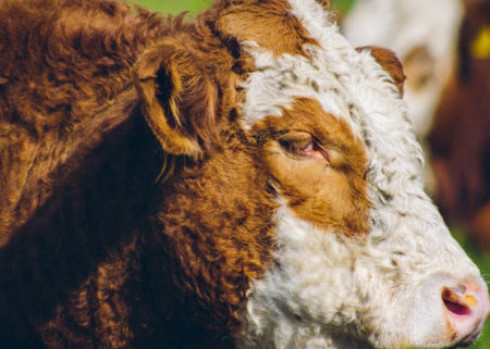 sociedad producción animal sochipa