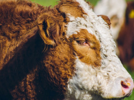 sociedad producción animal sochipa