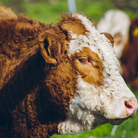 Primer Lugar 2019, Francisca Migryk, El pensativo sociedad producción animal sochipa