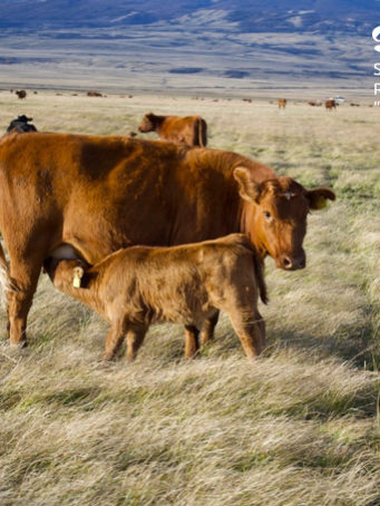 sociedad producción animal sochipa