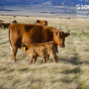 sociedad producción animal sochipa