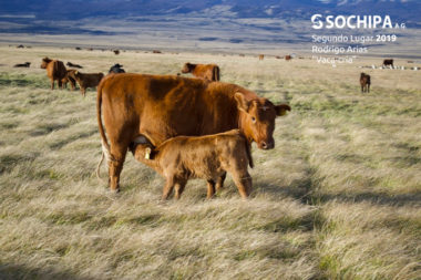 sociedad producción animal sochipa