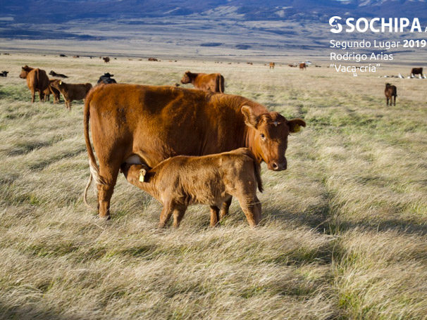 sociedad producción animal sochipa