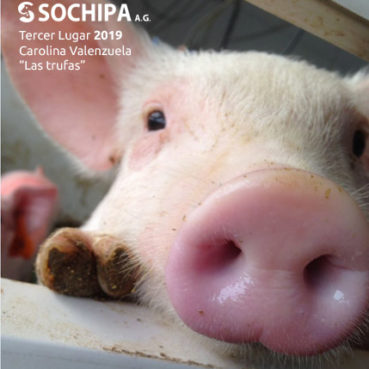 sociedad producción animal sochipa