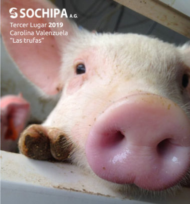 sociedad producción animal sochipa