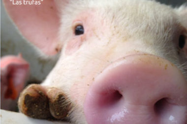 sociedad producción animal sochipa