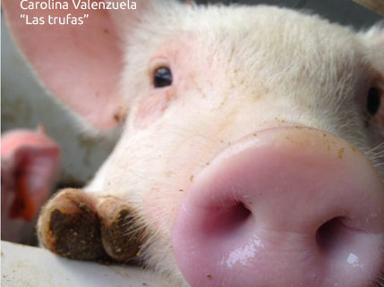 sociedad producción animal sochipa