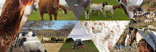 Diplomado en gestion sostenible de sistemas pecuarios Universidad de OHiggins