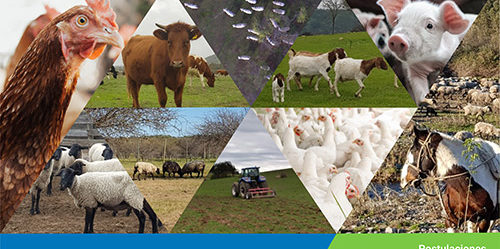 Diplomado en gestion sostenible de sistemas pecuarios Universidad de OHiggins Diplomado en gestion sostenible de sistemas pecuarios Universidad de OHiggins