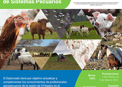 Diplomado en gestion sostenible de sistemas pecuarios Universidad de OHiggins