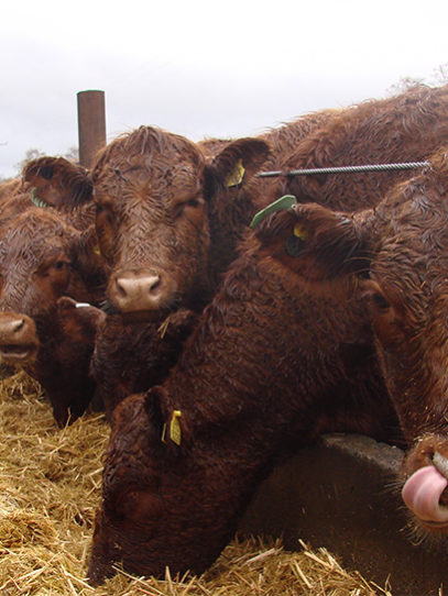 Cuarto lugar 2020, Rodrigo Arias «Almuerzo»