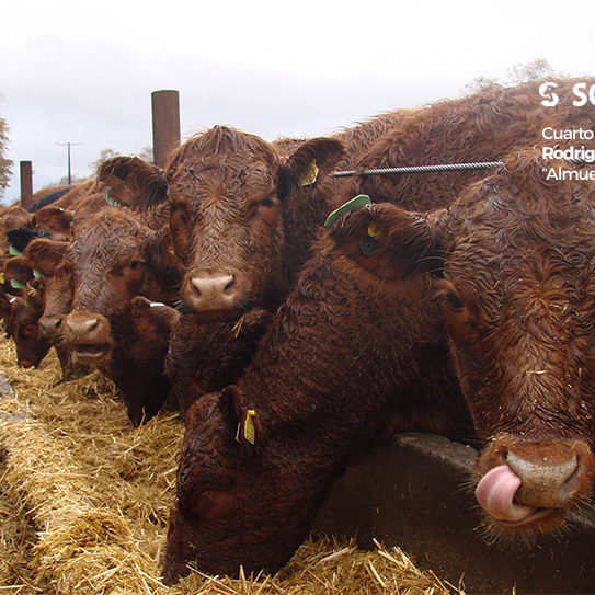 Cuarto lugar 2020, Rodrigo Arias «Almuerzo»