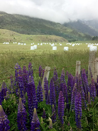 Segundo lugar 2020, Osvaldo Teuber "Malvaviscos de la Patagonia"