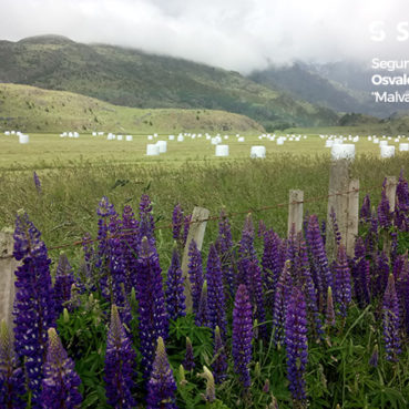 Segundo lugar 2020, Osvaldo Teuber "Malvaviscos de la Patagonia"