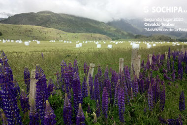 Segundo lugar 2020, Osvaldo Teuber "Malvaviscos de la Patagonia"