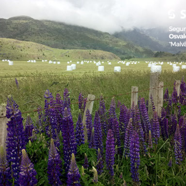 Segundo lugar 2020, Osvaldo Teuber "Malvaviscos de la Patagonia"