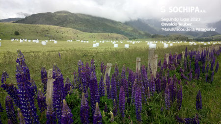 Segundo lugar 2020, Osvaldo Teuber "Malvaviscos de la Patagonia"