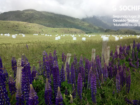 Segundo lugar 2020, Osvaldo Teuber "Malvaviscos de la Patagonia"