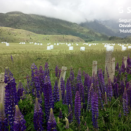 Segundo lugar 2020, Osvaldo Teuber "Malvaviscos de la Patagonia"