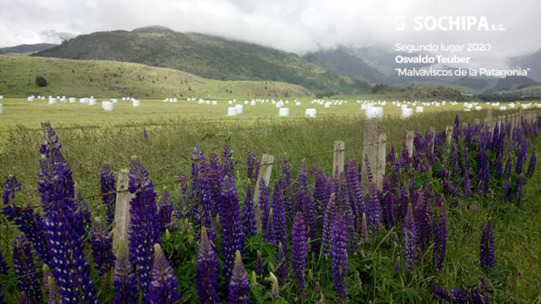Segundo lugar 2020, Osvaldo Teuber "Malvaviscos de la Patagonia"