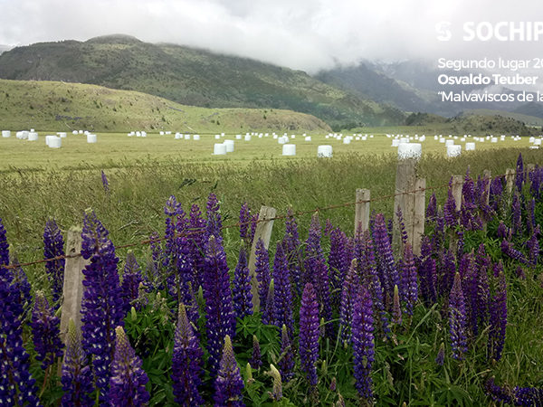 Segundo lugar 2020, Osvaldo Teuber "Malvaviscos de la Patagonia"